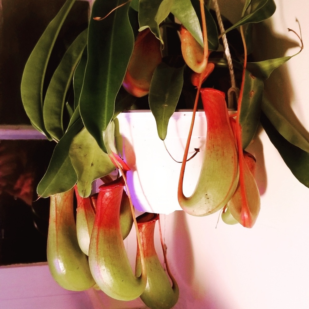 Meet your Posher, Ketti